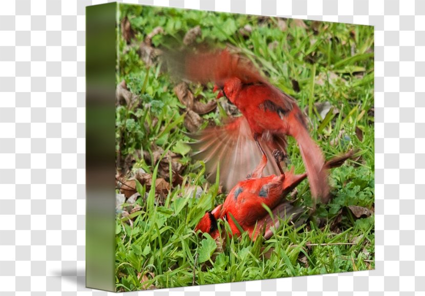 Ecosystem Fauna Wildlife Beak - Cardinal Mark Transparent PNG