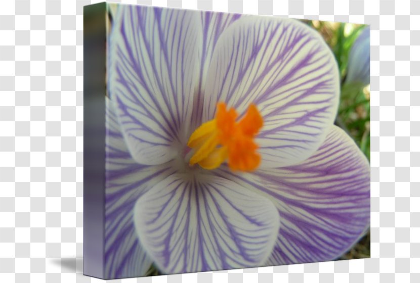 Pansy Crocus Violet Petal - Plant Transparent PNG