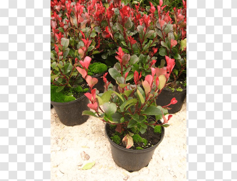 Red Tip Photinia Shrub Bearberry Robin Plant - Begonia Transparent PNG