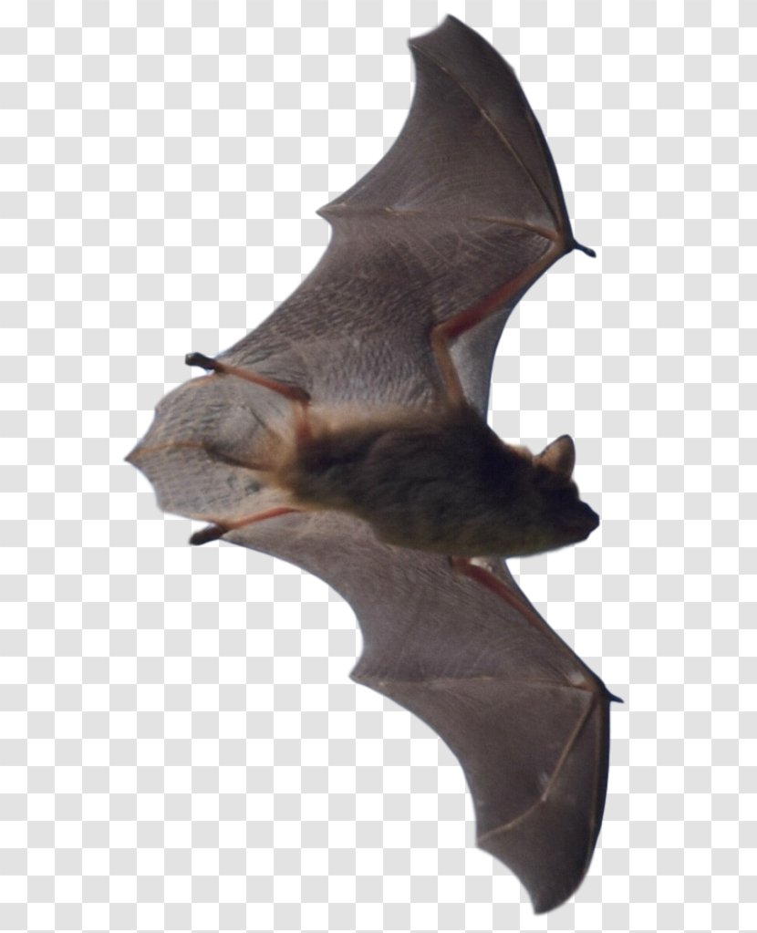 Bat Attic Mammal Oakland County Overland Park Transparent PNG