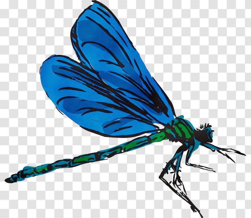 Insect Dragonflies And Damseflies Damselfly Turquoise Wing - Fly Pest Transparent PNG
