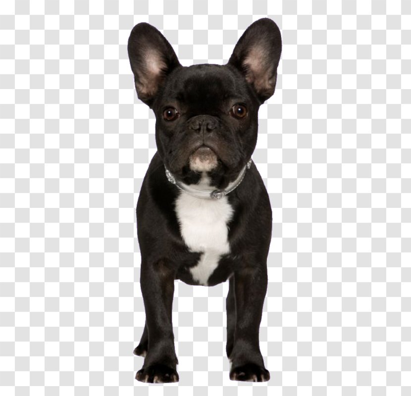 French Bulldog Puppy Pug Dog Breed - Tree - Love Transparent PNG