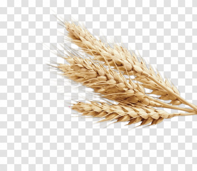 Rye Bread Cereal Grain Common Wheat - Durum - Rice Transparent PNG
