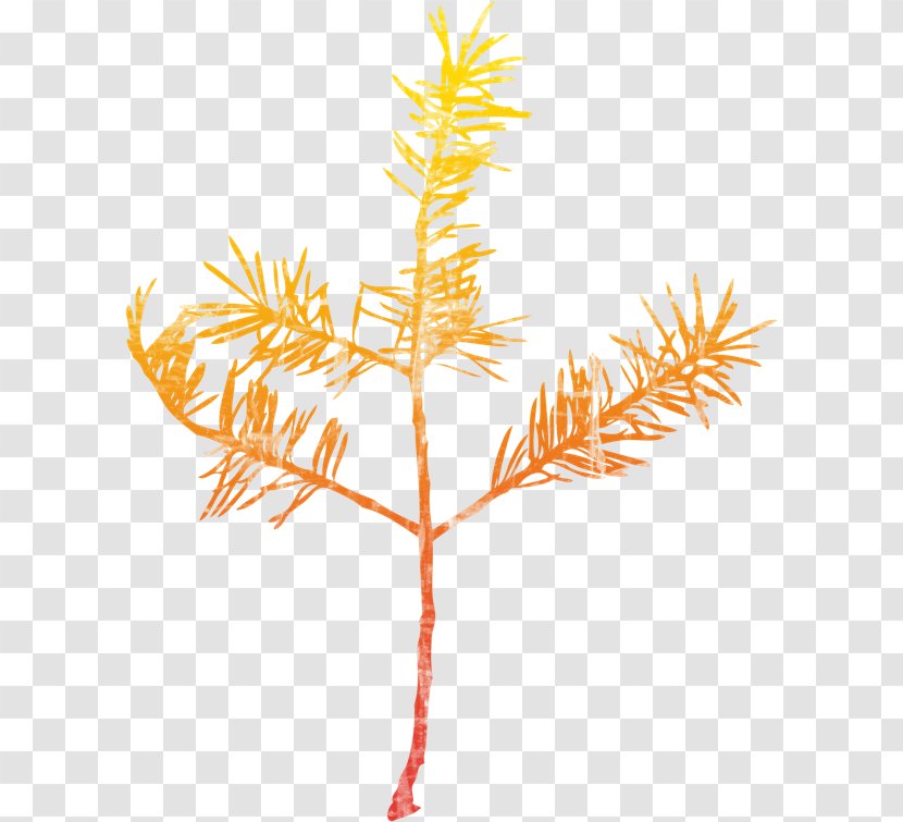 Spruce Twig Leaf Plant Stem - Christmas Ornament - National Day Transparent PNG