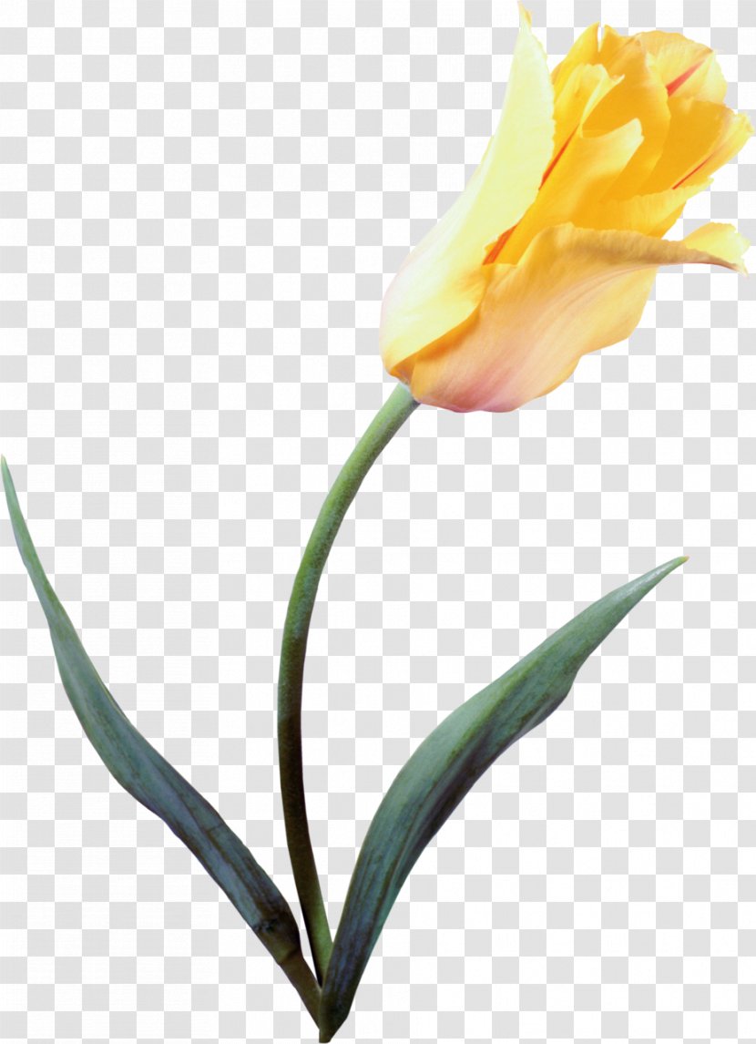 The Tulip: Story Of A Flower That Has Made Men Mad Petal Lady Tulip Yellow Transparent PNG