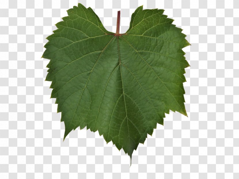 Grapevines Vine Leaf Roll Grape Leaves - Grapevine Family Transparent PNG