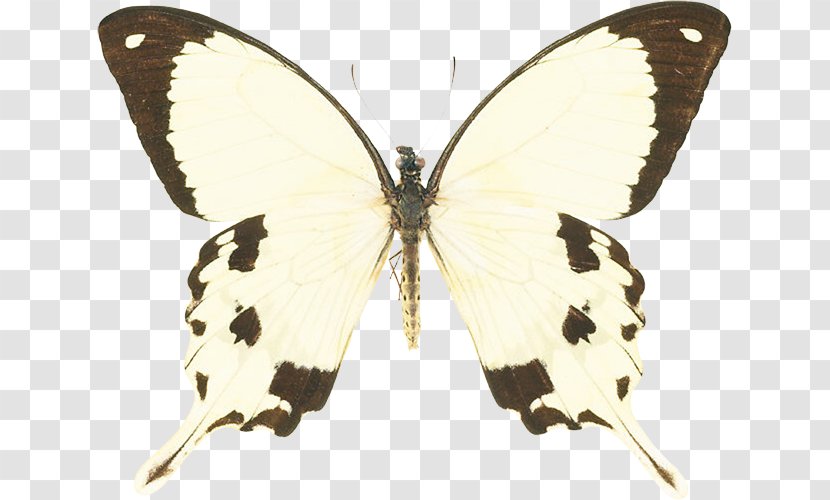 Swallowtail Butterfly Insect Papilio Machaon House - Species Transparent PNG