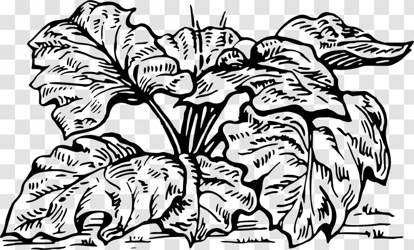 Garden Rhubarb Coloring Book Drawing Gin - Flowering Plant - Rhizome Transparent PNG