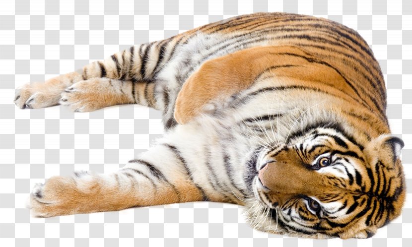Cat Lion Felidae Bengal Tiger Siberian Transparent PNG
