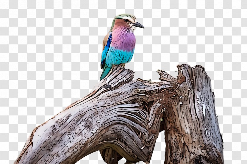 Bird Beak Roller Branch Coraciiformes - Turquoise Transparent PNG