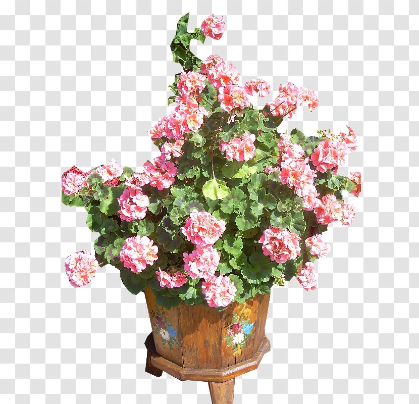 Garden Roses Houseplant Flowerpot Blume - Pink Family - Flower Transparent PNG