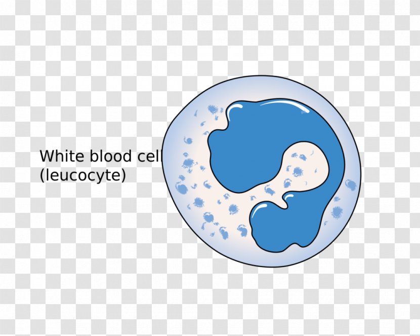 White Blood Cell Red Immune System - Drawing Transparent PNG