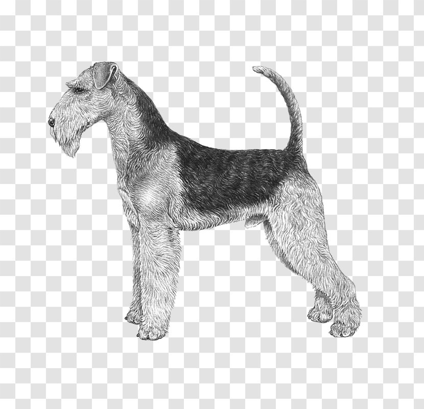 Airedale Terrier Jack Russell Bedlington Wire Hair Fox Border - Dog - Race Transparent PNG