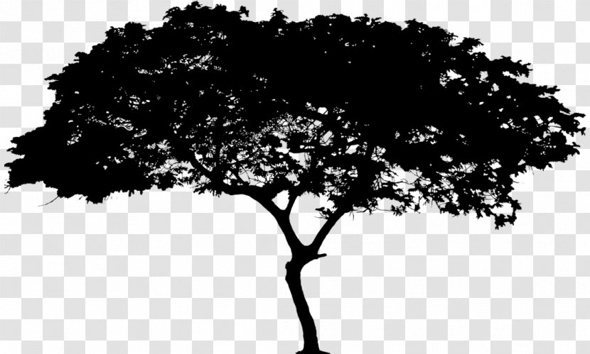 Oak Tree Silhouette - Plant Stem Arbor Day Transparent PNG