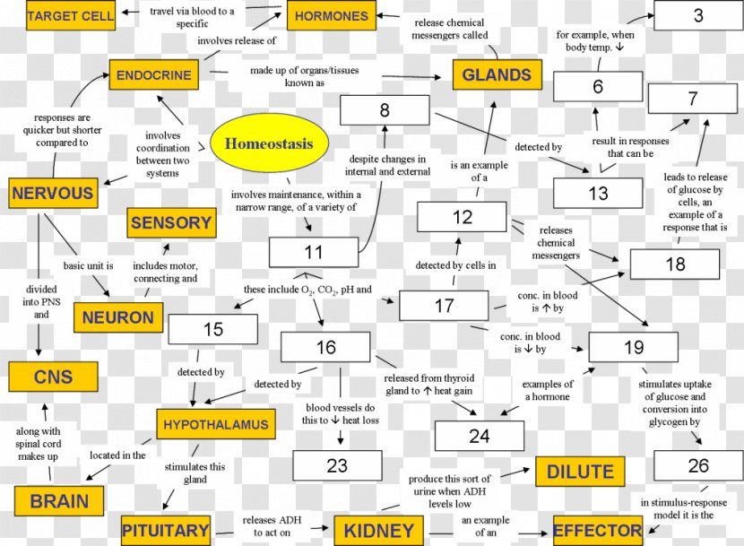 Homeostasis Concept Map Biology Mind Physiology - Area - Science Transparent PNG