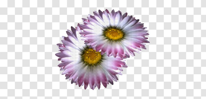 Chrysanthemum Purple Lossless Compression - Annual Plant Transparent PNG