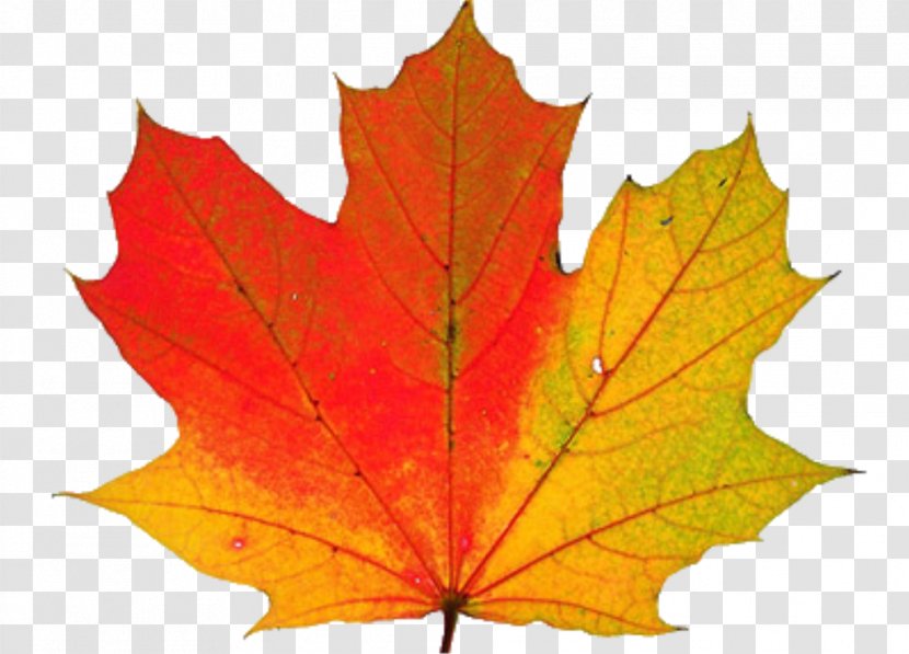 Autumn Leaf Color Why Do Leaves Change Color? Clip Art - Plant - Thanksgiving Transparent Transparent PNG