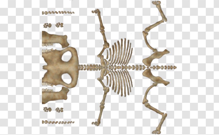 Animal Font - Skeleton Transparent PNG