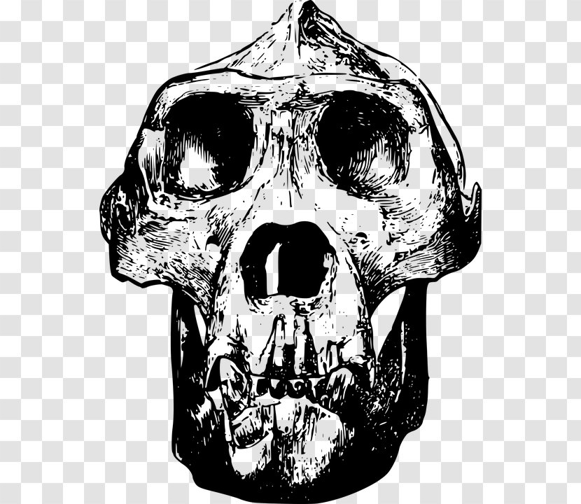 Gorilla Skull Clip Art - Scalable Vector Graphics - Simple Black Animal Bones Transparent PNG