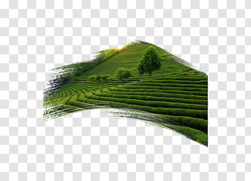 Green Tea Garden - Plantation Transparent PNG