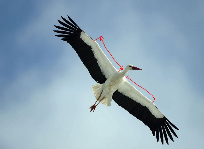 White Stork Germany Bird Flight Photography - Heart Transparent PNG