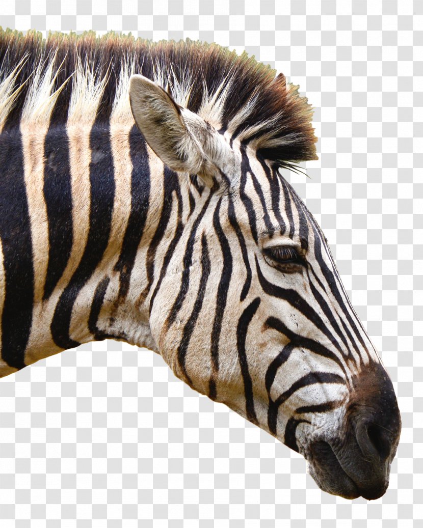 Photography Computer Software Algorithm - Horse Like Mammal - Zebra Vector Transparent PNG