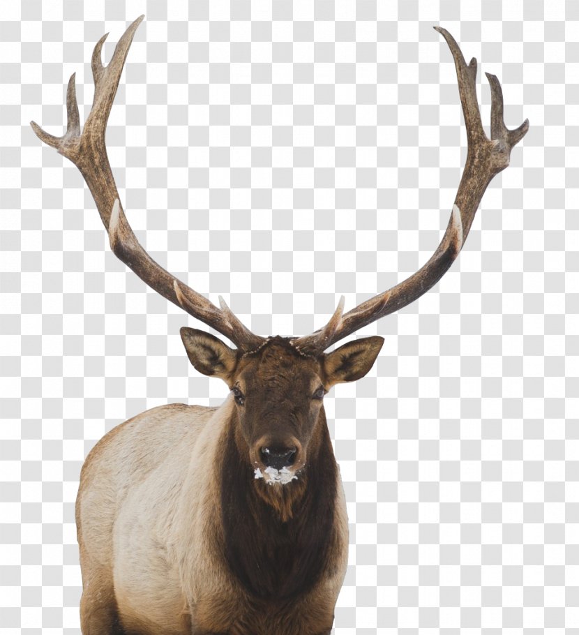 White-tailed Deer Elk Moose Wallpaper - Terrestrial Animal - Long Transparent PNG