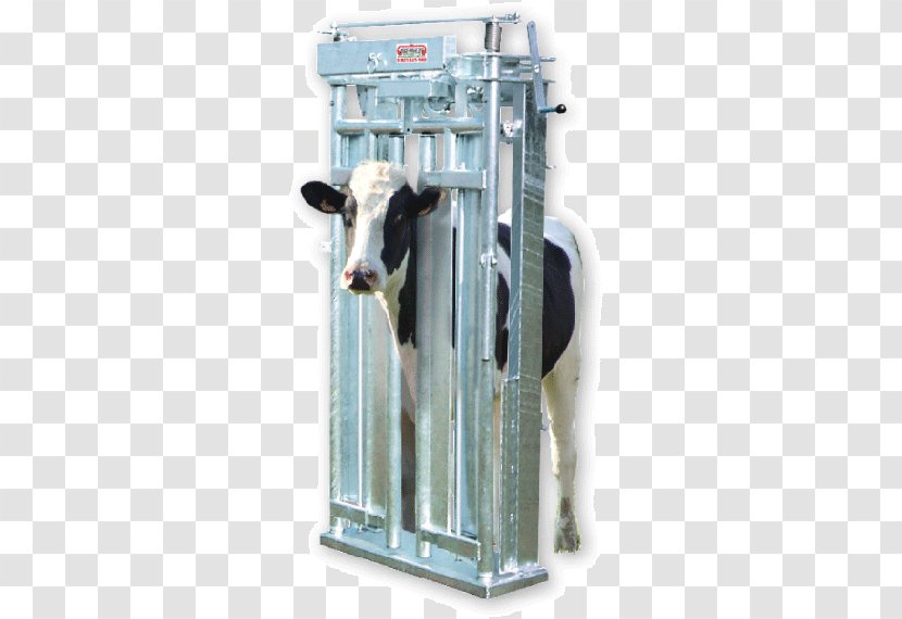 Cattle - Chen Fang Transparent PNG