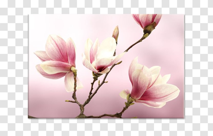 Paper Painting Flower Stock Photography Royalty-free - Spring Transparent PNG
