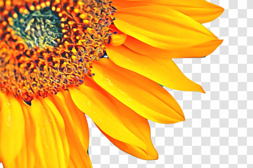 Flowers Background - Orange - Perennial Plant Daisy Family Transparent PNG