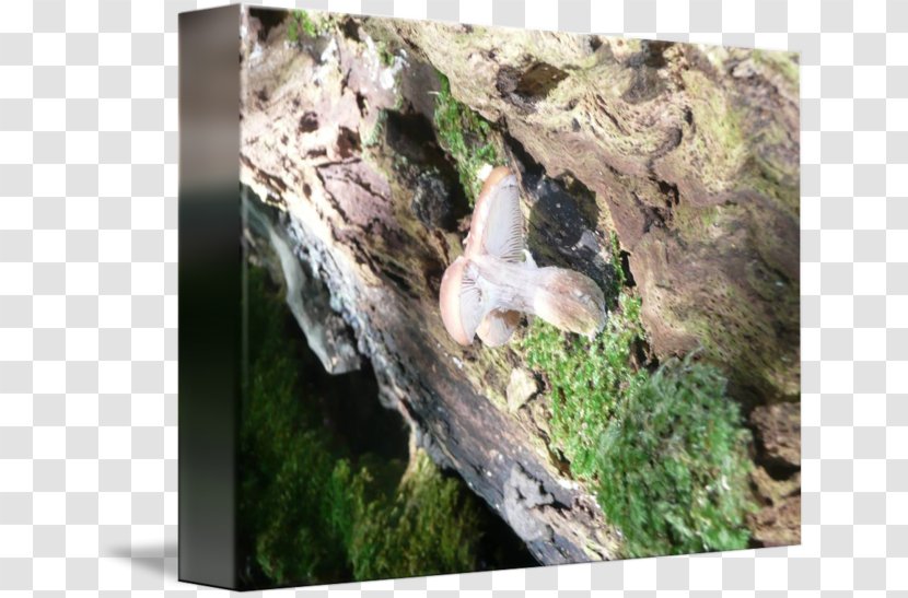 Outcrop Bedrock Wood Non-vascular Plant Tree - Non Vascular Land - Fungi Transparent PNG