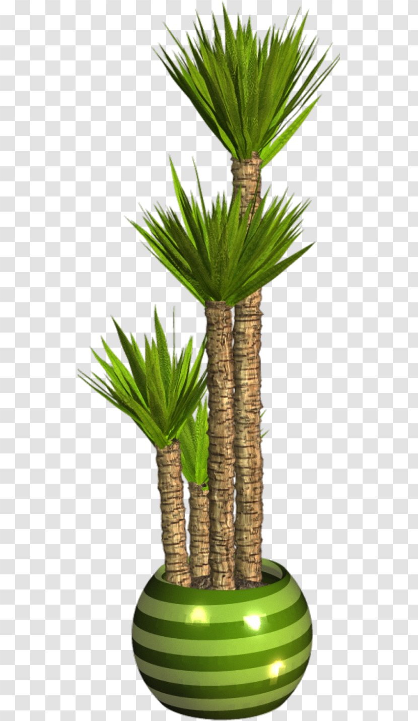 Asian Palmyra Palm Flowerpot Arecaceae Houseplant - Grass Family - Plant Transparent PNG
