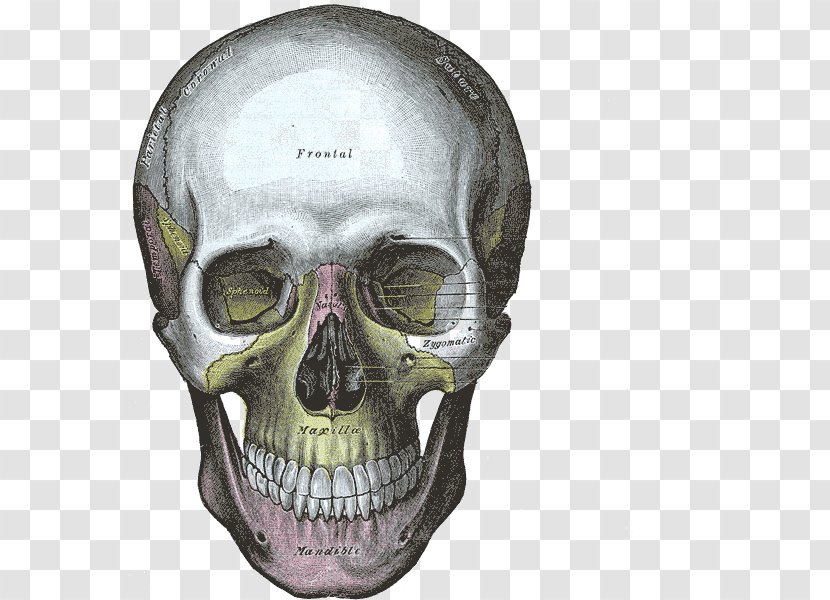 Gray's Anatomy Human Skull Bone - Mandible - Skulls Transparent PNG