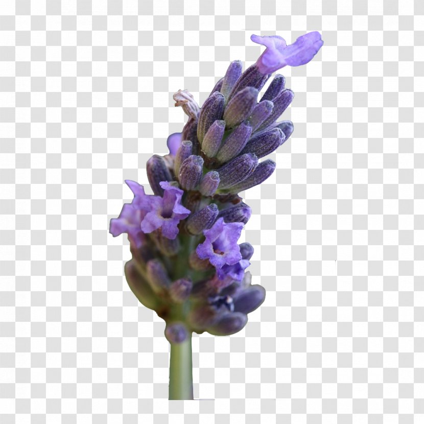English Lavender Plants French Clary Cut Flowers - Common Sage - Lavandula Latifolia Transparent PNG
