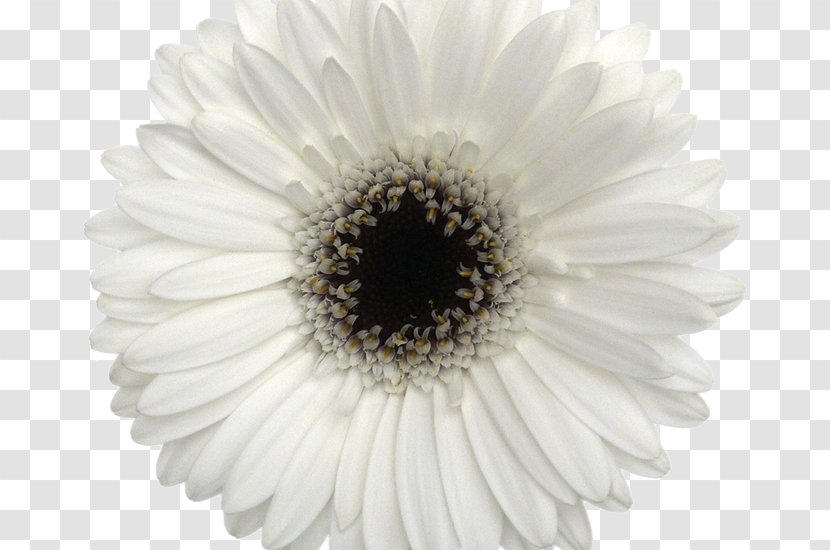 White Cut Flowers Barberton Daisy Chrysanthemum - Flowering Plant - Flower Transparent PNG