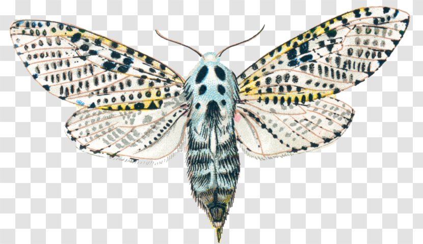 Silkworm Butterfly Leopard Moth Goat - Wing Transparent PNG