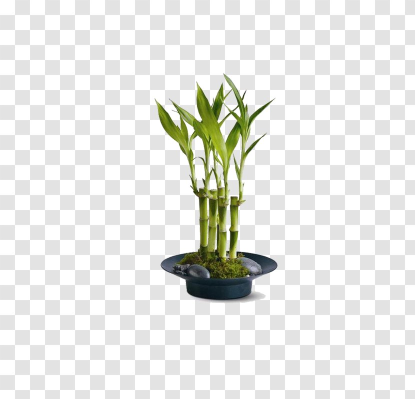 Lucky Bamboo Tropical Woody Bamboos Houseplant Garden - Spanish Moss - Plant Transparent PNG