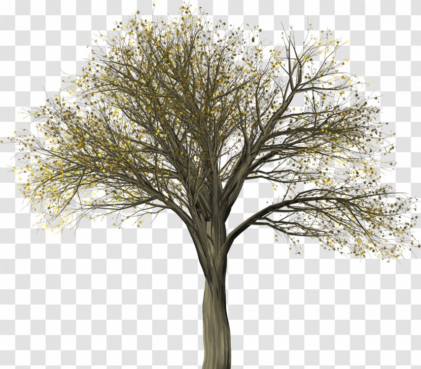 Elm Tree Illustration Image Plants - Branch Transparent PNG