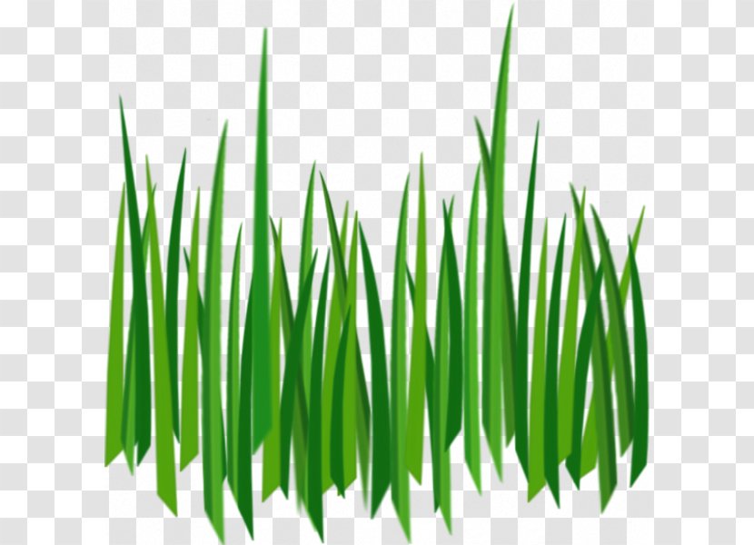 Clip Art - Grass Family - Image, Green Picture Transparent PNG