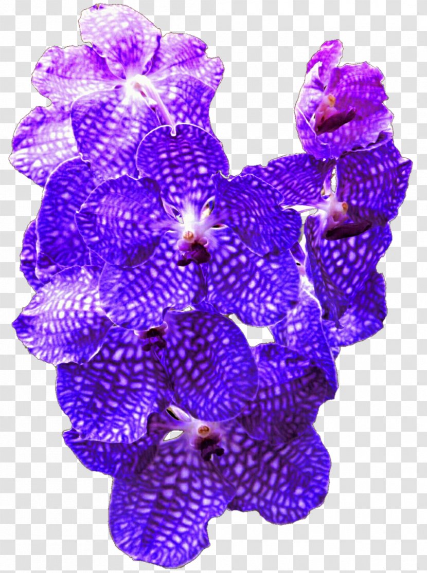 Lavender Lilac Violet Purple Cobalt Blue - Orchid Transparent PNG