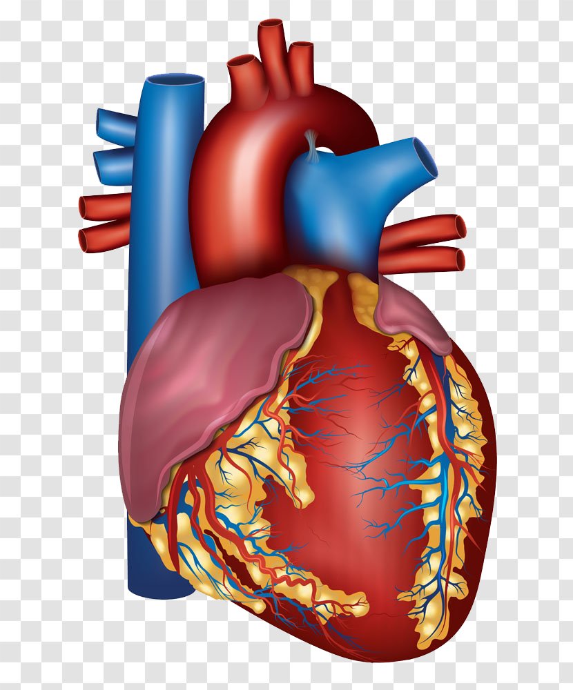 Blood Vessel Heart Circulatory System Artery Health - Tree - Human Transparent PNG