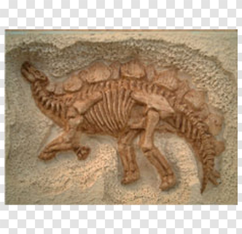 Stegosaurus Dinosaur Fossil Relief Thailand - Gypsum Transparent PNG