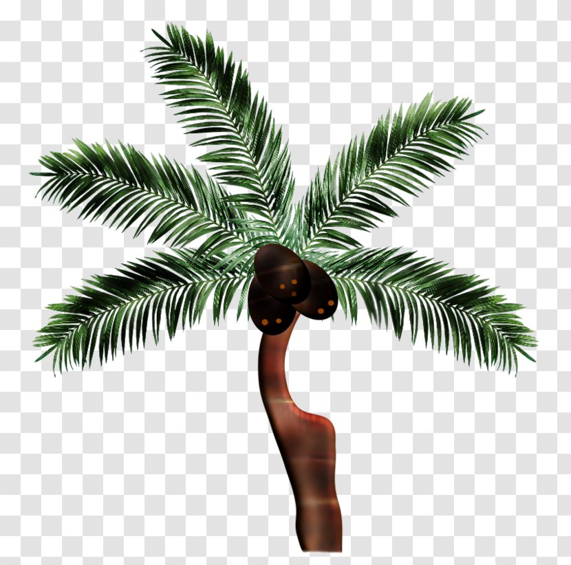 Asian Palmyra Palm Preview - Borassus Flabellifer - Soul Transparent PNG