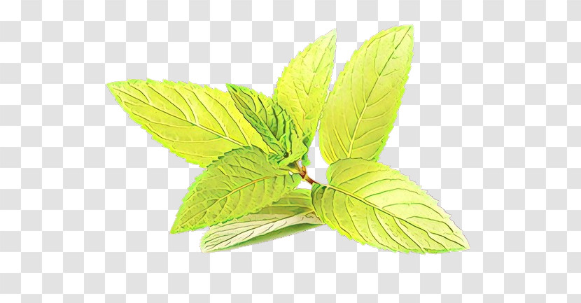 Leaf Green Plant Flower Mint Transparent PNG
