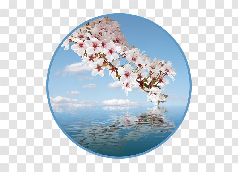 Cherry Blossom Petal ST.AU.150 MIN.V.UNC.NR AD - Cascade Transparent PNG