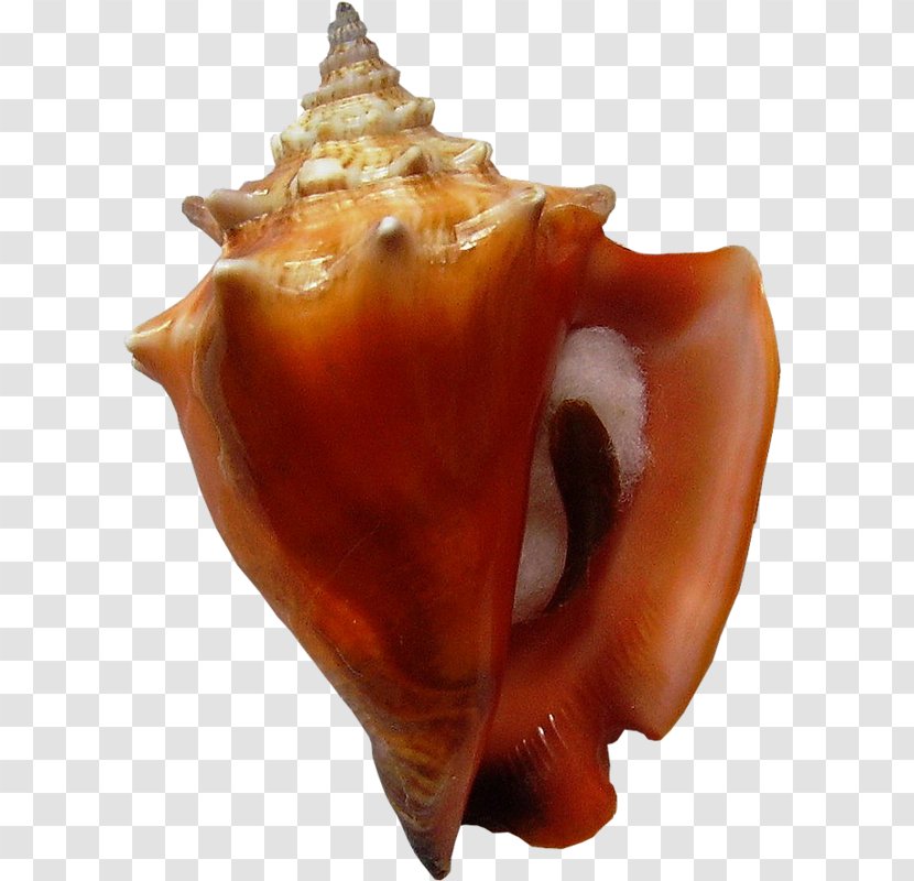 Pig's Ear Shankha Conchology Cockle - Sea Snail - Conch Transparent PNG