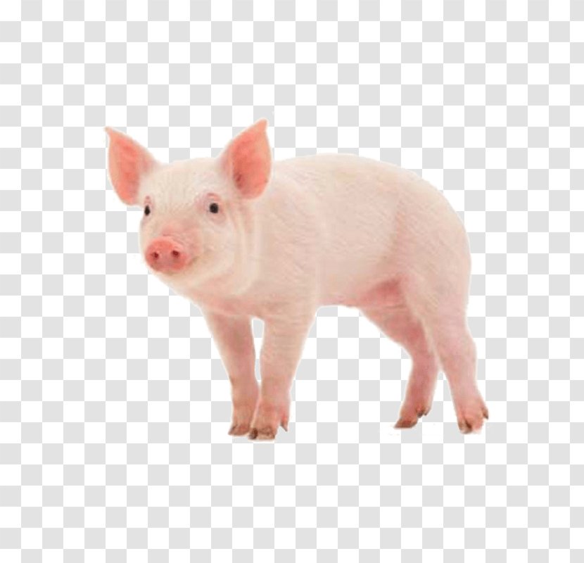 Danish Landrace Pig Skinny Stock Photography Royalty-free - Like Mammal - Hogs Transparent PNG