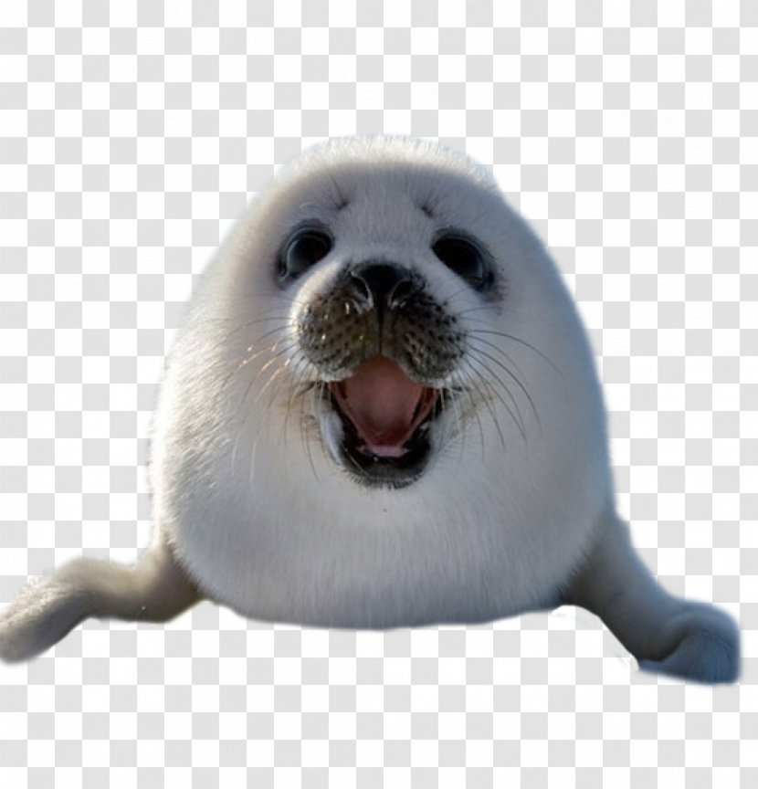 Earless Seal Harp Image Animal Walrus - Cuteness - Drawing Transparent PNG