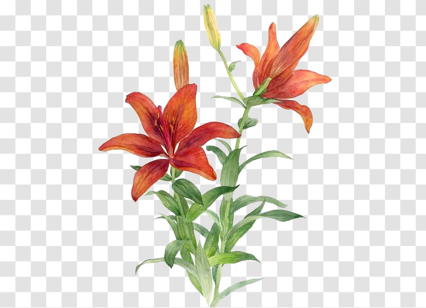 Lilium Bulbiferum Red Flower - Daylily - Lily Transparent PNG