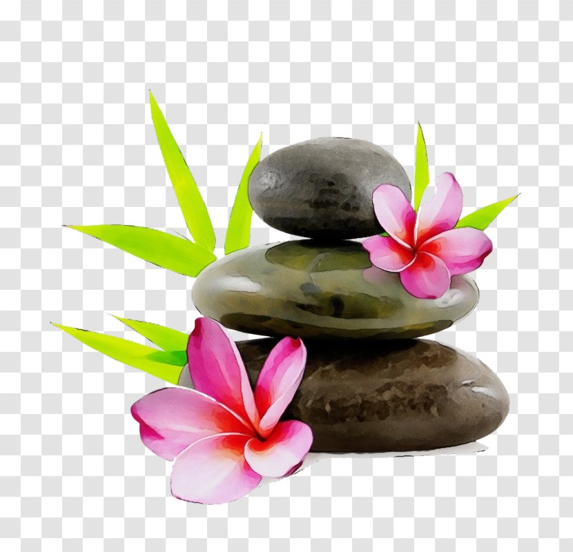 Frangipani Pebble Petal Flower Plant - Moth Orchid Zen Transparent PNG